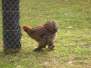  Poules
